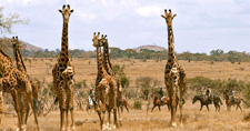 Tanzania-Tanzania-Tanzania Safari Getaways